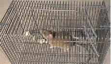 一根绳子捕鼠